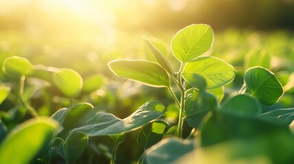 Obraz premium Green crop growing in the sunshine. Agricultural field with freshly planted vegetables.