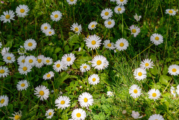 Fototapeta premium daisies in the grass