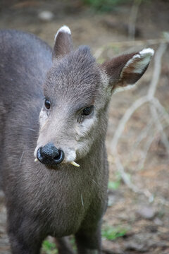 Portrait of a Tufted deer