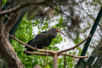 Northern bald ibis