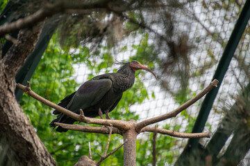 Northern bald ibis