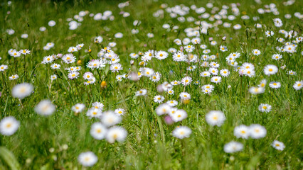 daisies in the grass