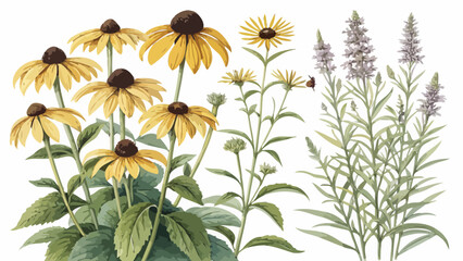 Illustration showing a variety of garden flowers including black eyed susans and lavender plants