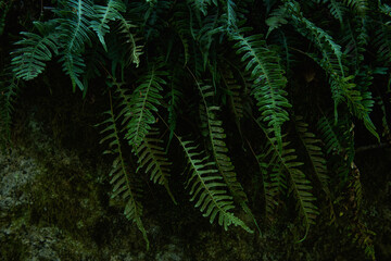 Close-up of dark green fern leaves growing on a mossy rock in a shady forest. Natural botanical background with a mysterious, moody atmosphere.