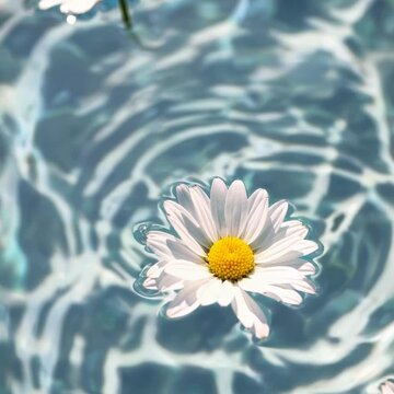 Aerial view of a daisy floating on rippling water, creating a serene and calming effect, perfect for a nature-themed video backdrop.