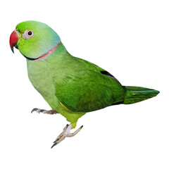  Vibrant Green Rose-Ringed Parakeet Perched Against White Background, Exhibiting Vivid Plumage and Red Beak