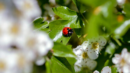 ladybug on a flower
