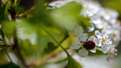 ladybug on a flower