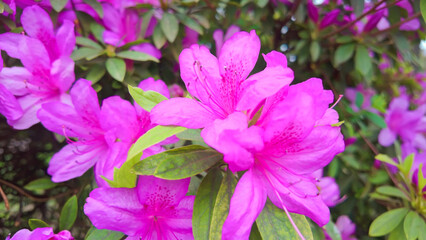Beautiful Rhododendron Flowers in a Vibrant Pink Shade
