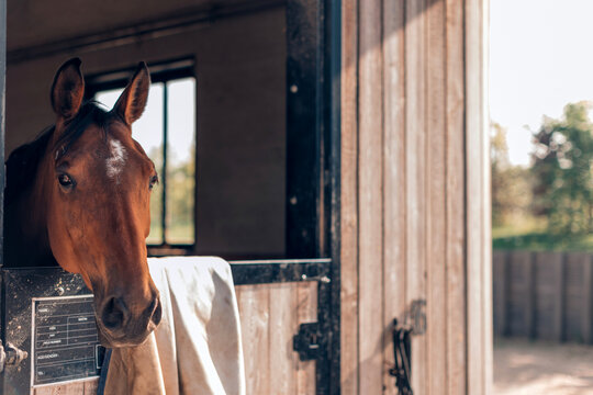 Brown horse poking head out of stable door in sunny day