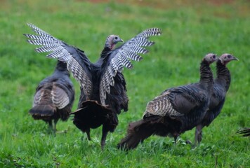 Wild turkeys in the fall, Sainte-Apolline, Québec, Canada