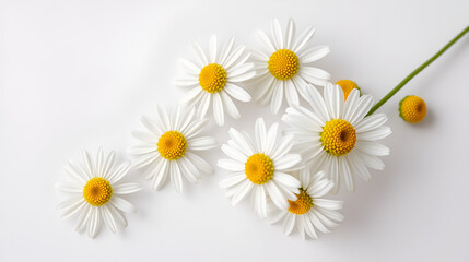 Fototapeta premium Beautiful chamomile flowers on a white background Image of a florist, white
