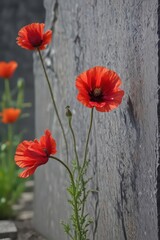 Fototapeta premium A single crimson poppy, wilted, rests atop a weathered grey tombstone , sorrow, background