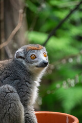 Crowned lemur - Portrait - Close up