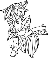 Detailed Black and White Line Drawing of Cocoa Plant Branch with Pods. Illustration of a cocoa plant branch featuring line art leaves and fruit pods in black and white. Perfect for botanical studies, 