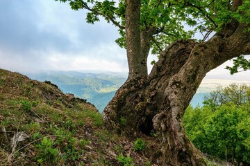 Summer. A large mighty tree stands on top of the mountain, spreading its branches in different directions. The Little Carpathians, Slovakia. 