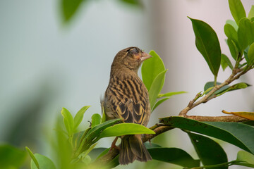 A closeup shot of a Chestnut weaver