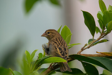 A closeup shot of a Chestnut weaver