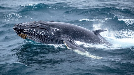 Fototapeta premium Whale breaching ocean waves, wildlife documentary
