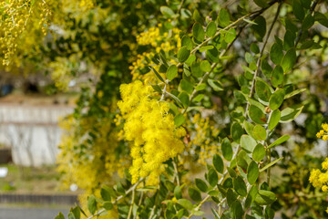 ミモザの黄色い花房と春の日差し