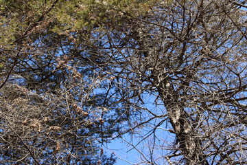 Beautiful tree branches with dead leaves in winter background. Trees in a natural forest.
