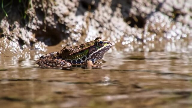 Rio grande leopard frog resting in shallow water near muddy bank, surrounded by lush greenery and natural habitat