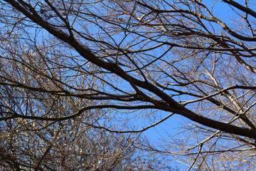 Leafless trees and Japanese apricot tree with buds white blossoms in an early spring forest background. Tree branches of bare trees and Japanese plum tree against the blue sky in a sunny day.
