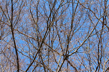 Leafless tree branches and twigs with few dead leaves against the blue sky. Bare trees in a sunny day background.