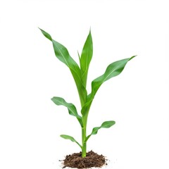 Fototapeta premium Young corn plant isolated on white background