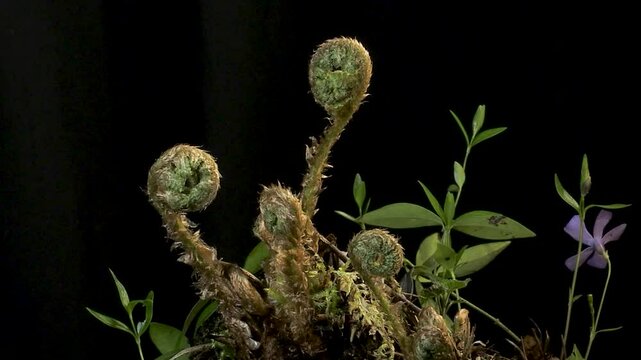  felce aquilina Pteridium aquilinum