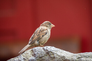 A closeup shot of a cute sparrow sitting on a stone statue