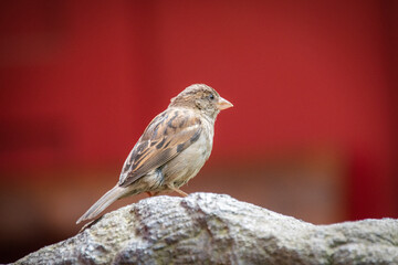 A closeup shot of a cute sparrow sitting on a stone statue