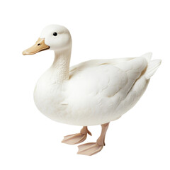 Obraz premium A charming white duck with a cute appearance, ready for adventures. It has webbed feet, a light-colored bill, and a soft, fluffy texture.
