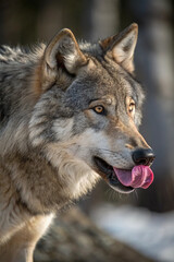 Fototapeta premium A wolf standing in its natural surroundings, alert and powerful. A majestic predator and symbol of strength, unity, and the wild spirit