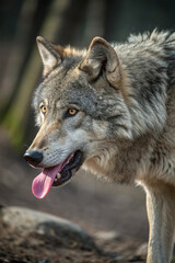 Obraz premium A wolf standing in its natural surroundings, alert and powerful. A majestic predator and symbol of strength, unity, and the wild spirit