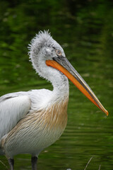 Portrait of a Dalmatian pelican