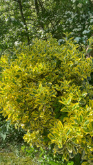 Evergreen shrub Euonymus Japonicus in garden landscape
