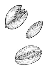 Hand-drawn pistachio nuts, vintage ink sketch of pistachios in shell and shelled, black and white illustration