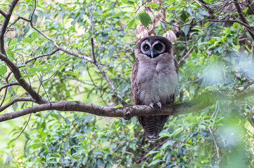 The bird and owl photo can be printed as wallpaper