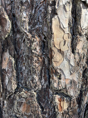tree bark texture