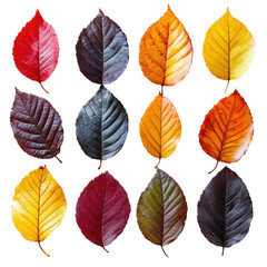 Obraz premium Vibrant autumn leaves collection nature image set studio close-up. Isolated on transparent background, png.