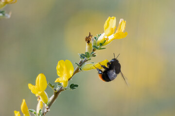 A close-up of a bumblebee, also known as Bombus, clings to a yellow flower and sucks out sweet...