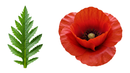 Red poppy flower and green leaf, isolated on transparent background, cutout, png.