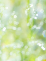 Fototapeta premium 雨上がりに輝く水滴と木漏れ日の様子。眩しい日差しでボケた様子