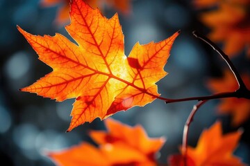 Autumn Maple Leaf: Backlit Brilliance in Warm Hues