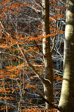 Close-up of trunks with orange foliage in Montseny, Catalonia, Spain, showing vertical rhythm and contrast between bark and autumn leaves, ideal for eco concepts and design backgrounds.