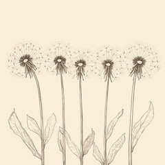 Dandelion illustration with delicate line art style.