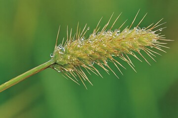 Fototapeta premium Macro close-up of dewdrop-covered grass blades against lush green background, fresh morning nature detail with sparkling water droplets on spiky stems