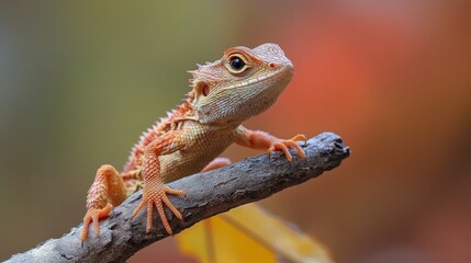 Fototapeta premium Lizard on a branch on the background of blurred forest. Ideal for blogs about nature, wild fauna, ecology.