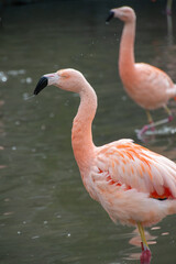 pink flamingo in the water